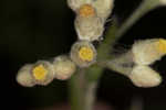 Heller's cudweed